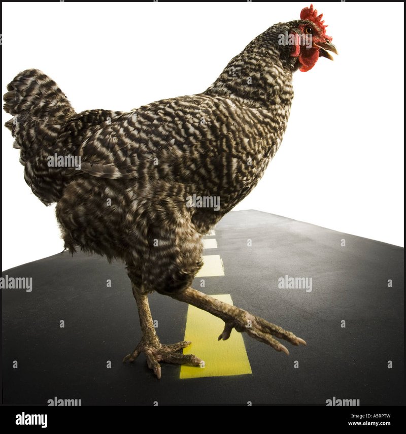 Best chicken road 2 in Spain