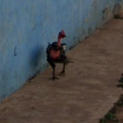 Cel mai bun chicken road casino în Romania